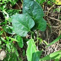 Aristolochia indica L.